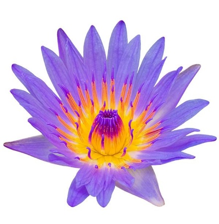 Картинка doTERRA Touch Голубой лотос, Blue Lotus, роллер 10 мл от магазина IQ-Robot