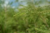 Картинка Эфирное масло dōTERRA Чайное дерево, Tea Tree, 15 мл от магазина IQ-Robot