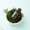 Картинка Эфирное масло dōTERRA Сибирская пихта, Siberian Fir, 15 мл от магазина IQ-Robot