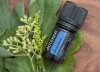 Картинка «Дип Блю» успокаивающая смесь эфирных масел для массажа, doTERRA Deep Blue, 5 мл от магазина IQ-Robot
