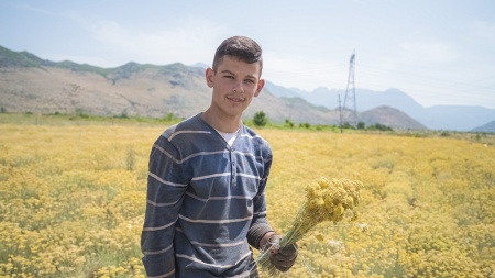 Картинка doTERRA Touch Бессмертник, Helichrysum, роллер 10 мл от магазина IQ-Robot